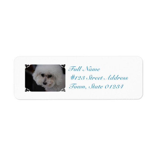 Sweet Bichon Frise (Vorne)