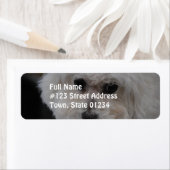 Sweet Bichon Frise (Insitu)