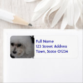 Sweet Bichon Frise (Insitu)