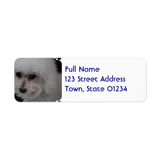 Sweet Bichon Frise (Vorne)