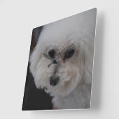 Sweet Bichon Frise Quadratische Wanduhr (Winkel)