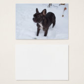 Sweet Black Bulldog Likes Snow (Vorne & Hinten)