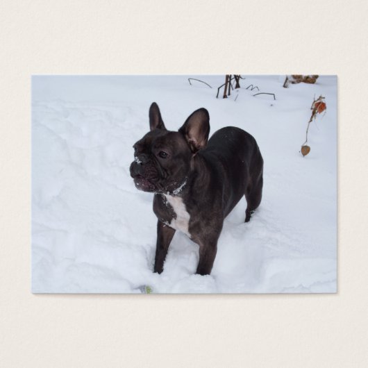 Sweet Black Bulldog Likes Snow (Vorderseite)
