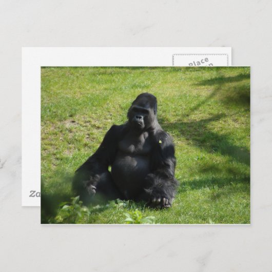 Sweet Black Monkey Gorilla Postkarte (Vorne/Hinten)