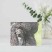 Sweet Black Poodle Postkarte (Stehend Vorderseite)