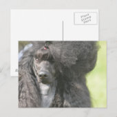 Sweet Black Poodle Postkarte (Vorne/Hinten)