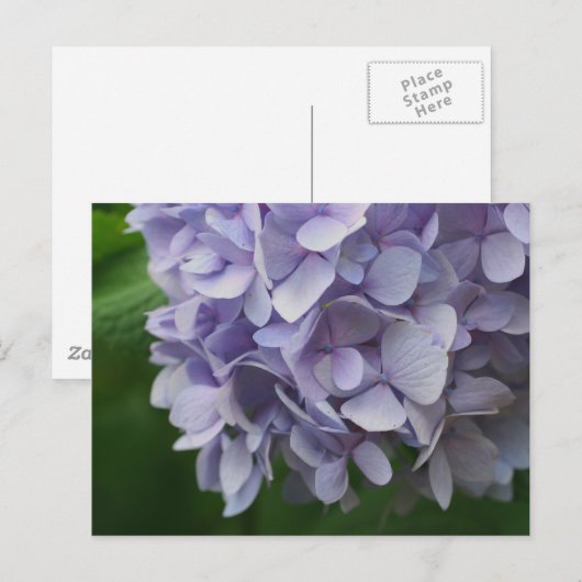 Sweet Blue Hydrangea Blume Foto Postkarte (Vorne/Hinten)