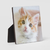 Sweet Blue Mit Augen Kitty Fotoplatte (Vorderseite)