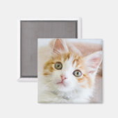 Sweet Blue Mit Augen Kitty Magnet (Vorderseite/Rückseite)