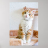 Sweet Blue Mit Augen Kitty Poster (Vorne)