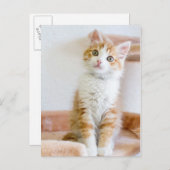 Sweet Blue Mit Augen Kitty Postkarte (Vorne/Hinten)