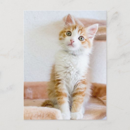 Sweet Blue Mit Augen Kitty Postkarte (Vorderseite)