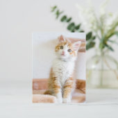 Sweet Blue Mit Augen Kitty Postkarte (Stehend Vorderseite)