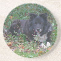 Sweet Border Collie Dog Drink Untersetzer