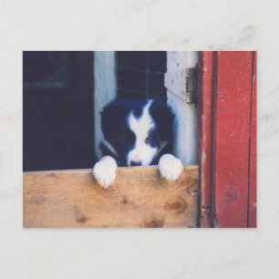 Sweet Border Collie Puppy Dockkarte Postkarte