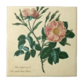 Sweet Briar Rose Fliese (Vorderseite)