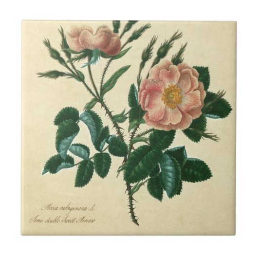 Sweet Briar Rose Fliese (Vorderseite)