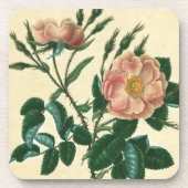 Sweet Briar Rose Getränkeuntersetzer (Vorderseite)