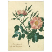 Sweet Briar Rose Klemmbrett (Rückseite)