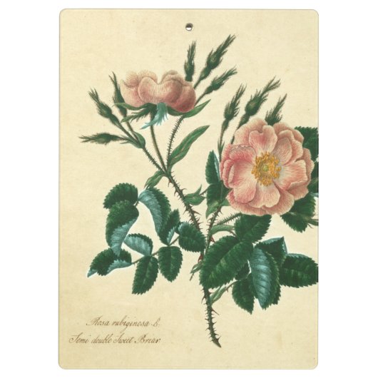 Sweet Briar Rose Klemmbrett (Rückseite)