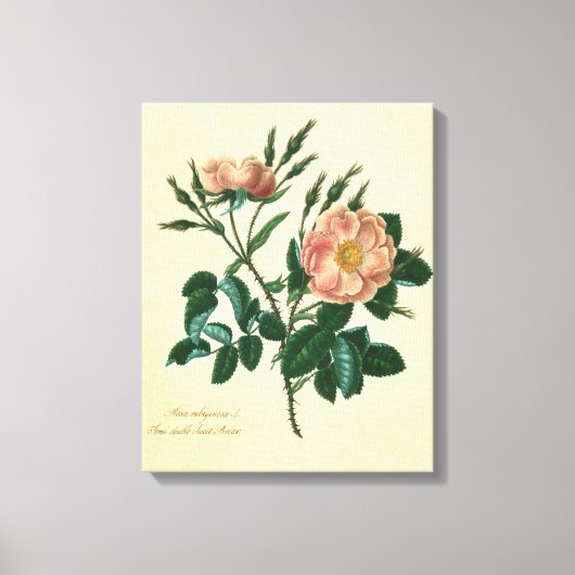 Sweet Briar Rose Leinwanddruck (Vorderseite)