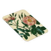 Sweet Briar Rose Magnet (Rechte Seite)