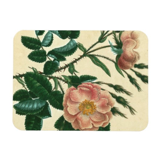 Sweet Briar Rose Magnet (Horizontal)
