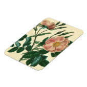 Sweet Briar Rose Magnet (Linke Seite)