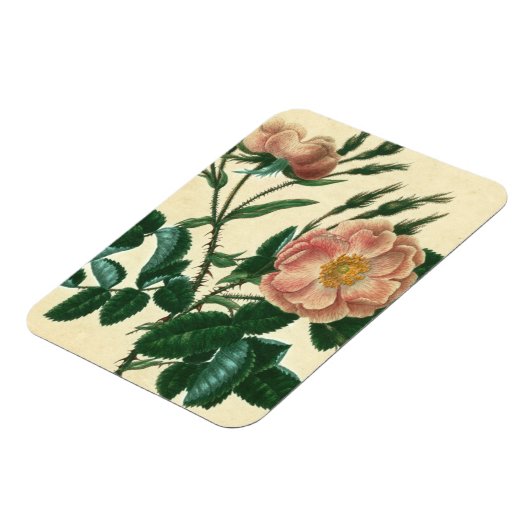 Sweet Briar Rose Magnet (Linke Seite)