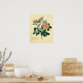 Sweet Briar Rose Poster (Küche)