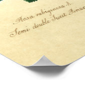 Sweet Briar Rose Poster (Ecke)