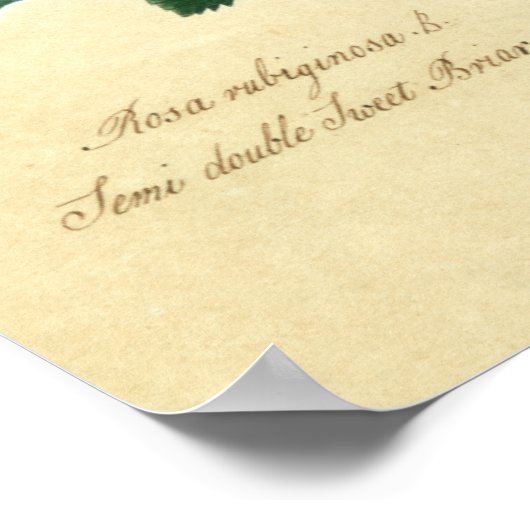 Sweet Briar Rose Poster (Ecke)