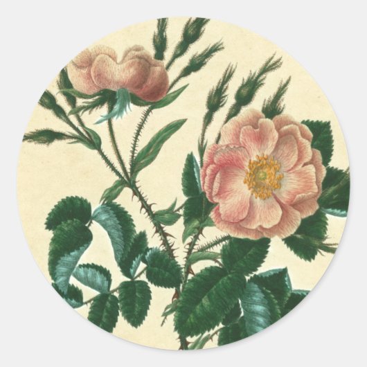Sweet Briar Rose Runder Aufkleber (Vorderseite)