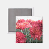 Sweet Bright Chrysanthemums Magnet (Vorderseite/Rückseite)