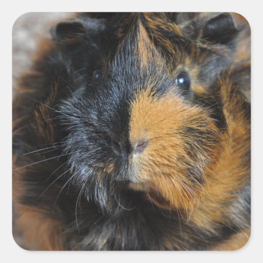 Sweet, Brindle, Rosette-Guinea Schweinefass geschl Quadratischer Aufkleber (Vorderseite)