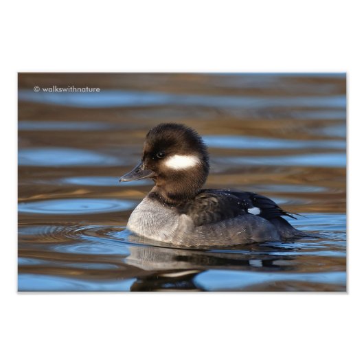 Sweet Bufflehead Duck in sonnenbeleuchteten Gewäss Fotodruck (Vorne)