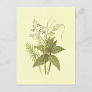 Sweet Cane & Cinnamon Vintag Lithograph Postkarte