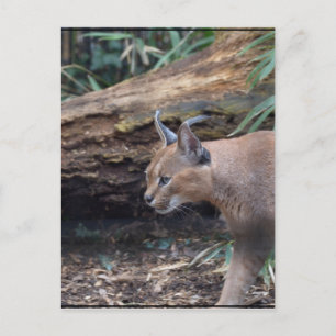 Sweet Caracal Postkarte