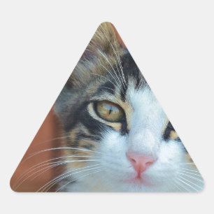 Sweet Cat mit zauberhaften Augen Dreieckiger Aufkleber