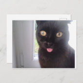 Sweet Cat Postkarte (Vorne/Hinten)