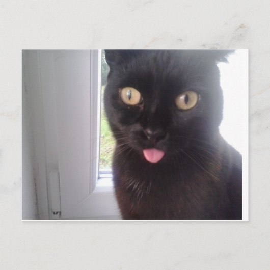 Sweet Cat Postkarte (Vorderseite)