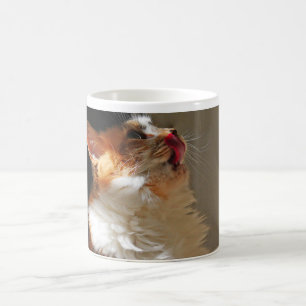 Sweet Cat Sammi Schöne Niedliche Fotografie Kaffeetasse