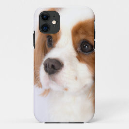 Sweet Cavalier King Charles Spaniel iphone 5g Case