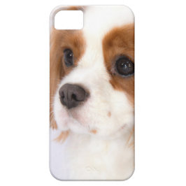 Sweet Cavalier King Charles Spaniel iphone 5g Case