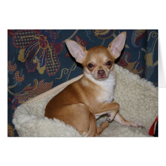 Sweet Charlie Chihuahua (Vorderseite (Horizontal))
