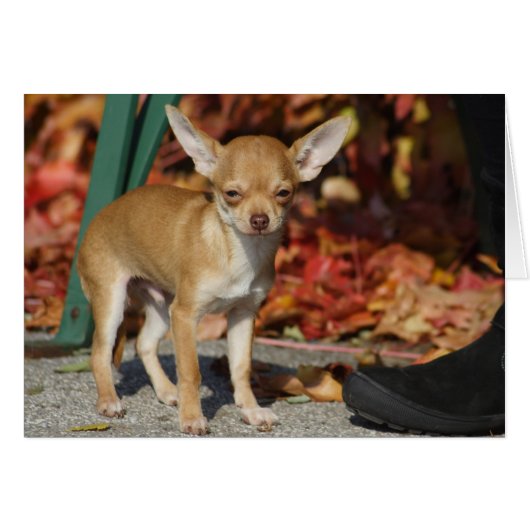 Sweet Charlie Chihuahua (Vorderseite (Horizontal))