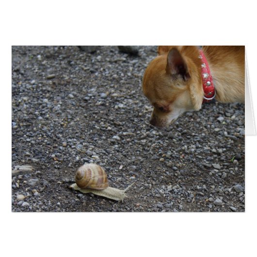 Sweet Charlie Chihuahua (Vorderseite (Horizontal))