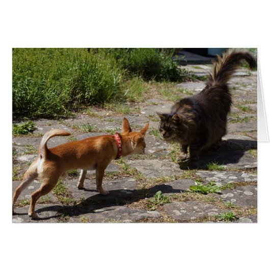 Sweet Charlie Chihuahua (Vorderseite (Horizontal))