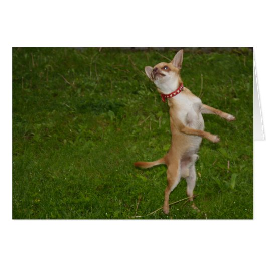 Sweet Charlie Chihuahua (Vorderseite (Horizontal))