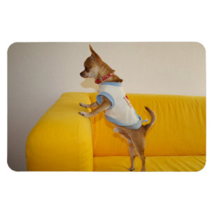 Sweet Charlie Chihuahua Magnet